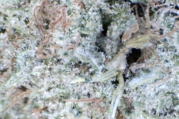 Acapulco Gold by: high Desert  farms - Image 6